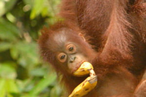 Indonesia's Forgotten Islands 2026