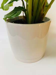 White Ceramic Pot