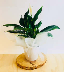 Plants: Green House Plant