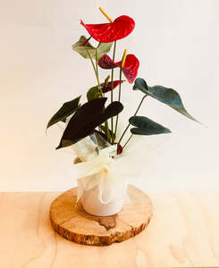 Plants: Anthurium Plant
