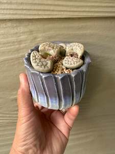 Products: Lithops