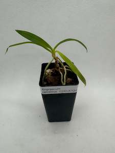 Orchid- Angraecum calceolus (Madagascar)