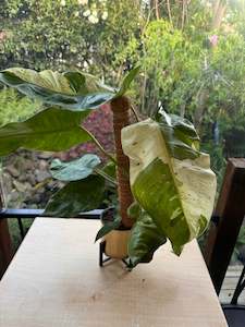 Other Plants: Philodendron Jose Buono - Introductory Price