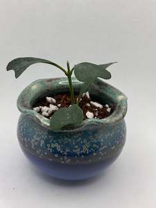 common hoyas: Hoya manipurensis