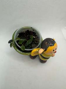 common hoyas: Hoya tenchongensis -