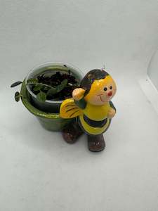 common hoyas: Hoya wenshanensis - Rare