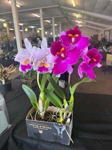 Other Plants: Orchid - Cattleya -Lc. Ballet Folklorico ‘Eloquence’
