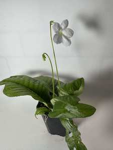 Other Plants: Streptocarpus/Cape primrose - White