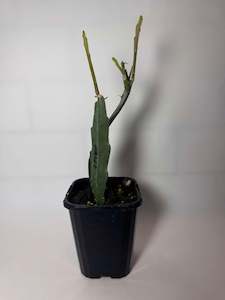 Other Plants: Epiphyllum-Cerise/Kitty Hawk