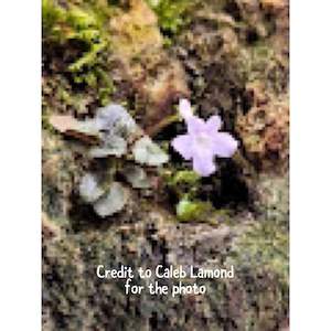 Other Plants: Sinningia pusilla