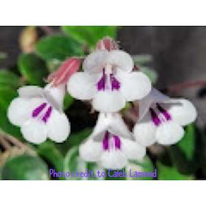 Other Plants: Deinostigma tamiana