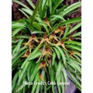 Orchid- Dryadella zebrina