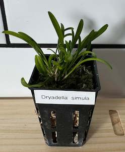 Other Plants: Orchid- Dryadella simula