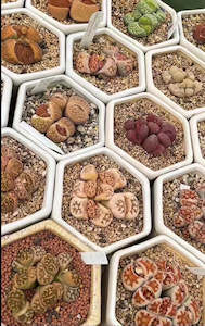 Mother Day Sale: Ceramic Pots - for Lithops