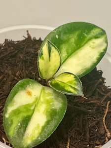Hoyas: Hoya ‘Mathilde’ Inner variegated - Extremely rare