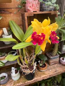 Other Plants: Orchid - Cattleya - Rlc. Williette Wong ‘The Best’