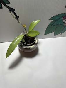 Hoya Snow Cui (Full Silver)