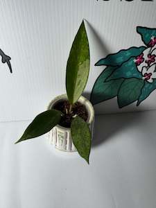 Hoya Snow Cui (Splash)