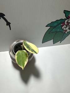 Hoya sp.  para albomarginata