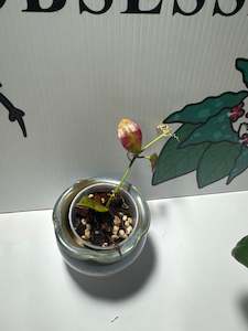 Hoya walliana (Variegated)