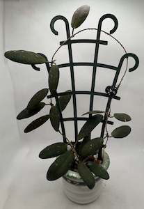 Hoya GPS-7240 (Full Plant)# 2