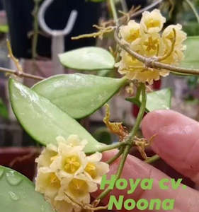 Hoyas: Hoya noona (Yellow)- Rare