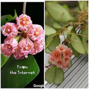 Hoya noona (Pink)- Rare