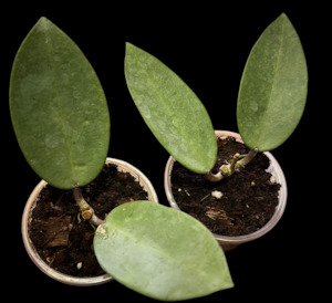 Hoyas: Hoya ‘Silver Dollar’ MB 1405-AG