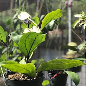 Hoyas: Hoya lambii, Rare Hoya