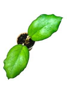 Hoyas: Hoya sp. AH-556 (Seeds 002) Very Rare Cutting no 2