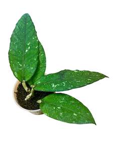 Hoyas: Hoya sp. Aceh, Clone 2, Extremely Rare