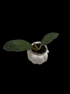 Hoyas: Hoya clemensiorum