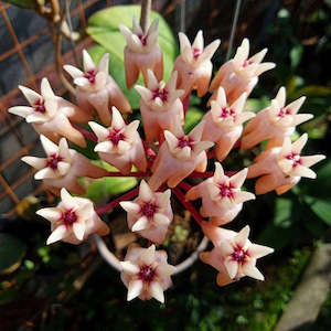 Hoyas: Hoya mitrata, Very Rare