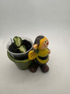 Hoya ‘Mathilde’ Inner variegated - Extremely rare