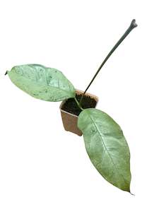 Hoyas: Hoya coriacea (Silver), Extremely Rare