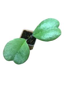 Hoya kerrii (Full Silver)