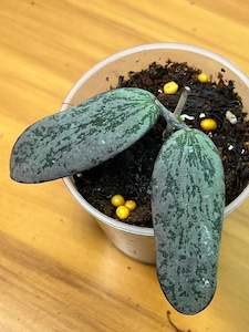 Hoya sigillatis , Extremely Rare