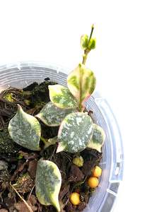 Hoya curtisii, Outer variegated , Extremely Rare