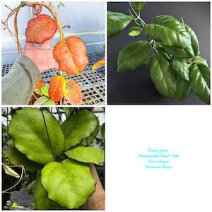 Hoyas: Hoya sp. AH-556 (Seed 002) Very Rare