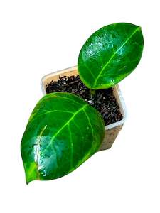 Hoyas: Hoya obscura (Outer Variegated), Extremely Rare