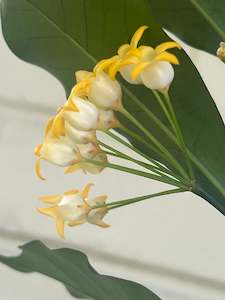 Hoyas: Hoya occultata