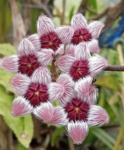 Hoya sulawesiana, Very Rare
