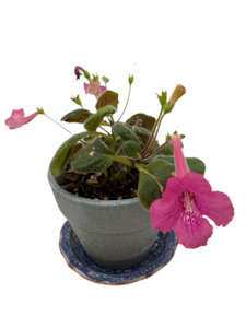 Other Plants: Mini Sinningias