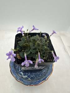 Other Plants: Miniature Sinningias