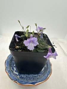 Other Plants: Sinningia concinna seropedica’