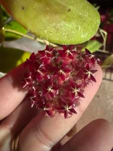 Hoyas: Hoya mindorensis  (Cuttings)