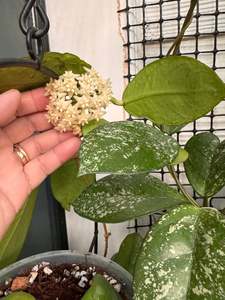 Hoyas: Hoya arnottiana
