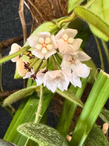 Hoyas: Hoya thomsonii (White) - Rarer than Pink