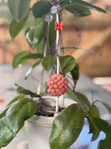 Hoyas: Hoya nicholsoniae 'Peach Bomb'