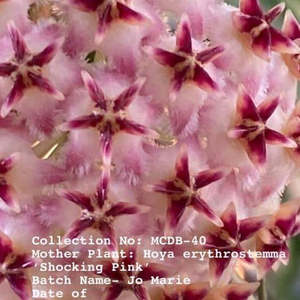 Hoyas: Hoya erythrostemma ‘Shocking Pink’ (Rare in NZ)